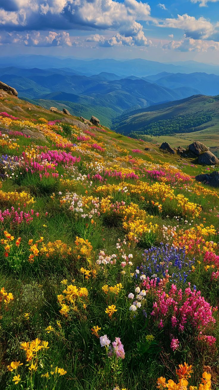 Valley of Flowers